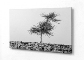 ACP Print 38"x 57" 